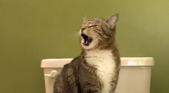 Cum să înveți o pisică la toaletă